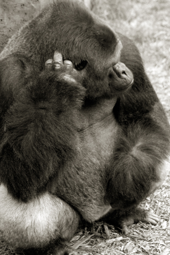 gorilla1